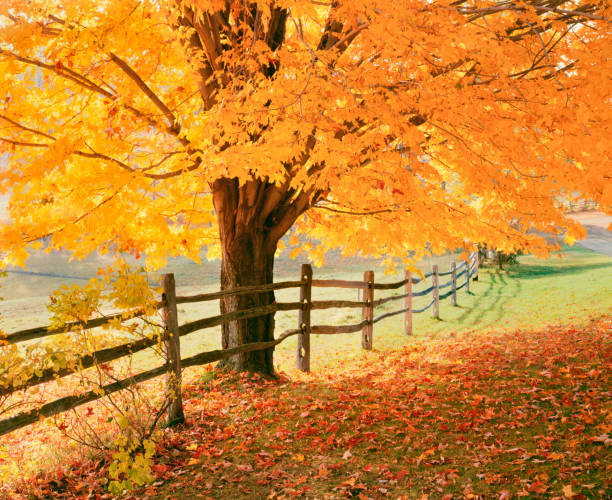NEW ENGLAND AUTUMN COUNTRYSIDE AT Woodstock, VERMONT SPLIST RAIL FENCE WITH AUTUMN MAPLE NEAR WOODSTOCK VT rail fence stock pictures, royalty-free photos & images