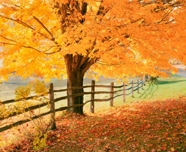 new england autumn countryside at вудсток, вермонт - maple tree autumn tree vibrant color стоковые фото и изображения