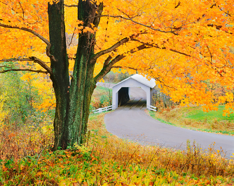 Autumn sugar maple frames Hectorsville covered bridge 
Montgomery, Vermont