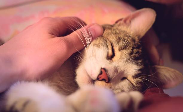 istock Young, healthy tabby cat receiving affection from his owner. 1270524077