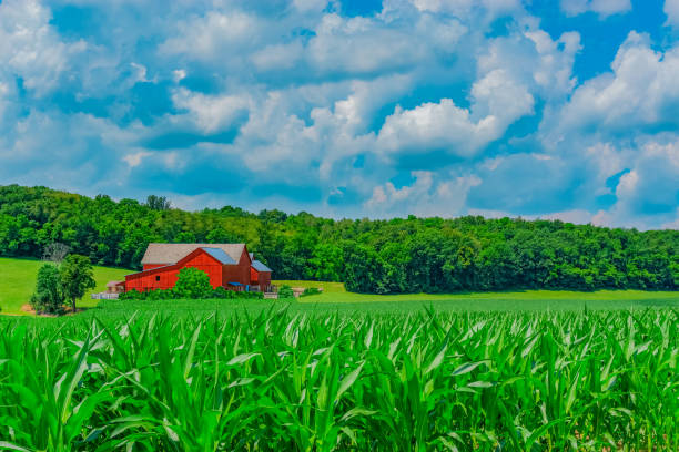 uprawy kukurydzy rośnie przed czerwoną stodołę w ohio w wzgórzach ohio. - farm barn landscape ohio zdjęcia i obrazy z banku zdjęć