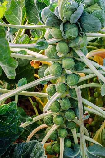 Close-up of ripe brussels sprouts (Brassica oleracea) growing on the stalk of the plant, ready for harvesting.\n\nTaken in Santa Cruz, California, USA
