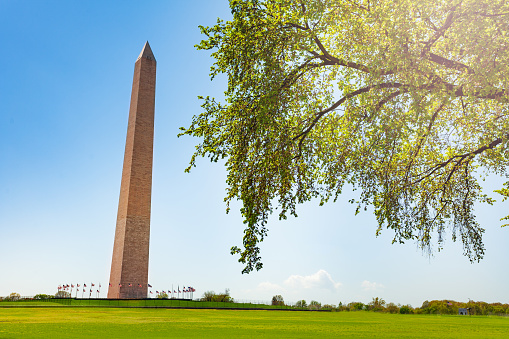 Washington Monument Grounds and obelisk over spring grass with tree panorama