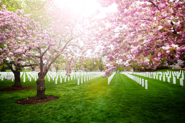 Arlington Cemetery tombstones over blooming trees The Arlington National Cemetery tombstones with blooming cherry trees, Virginia, USA arlington cemetery in spring stock pictures, royalty-free photos & images