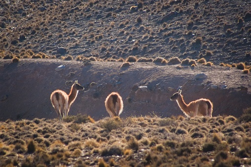 Young guanacos (Lama guanicoe) spotted in the steppes of Villavicencio natural reserve, in Mendoza, Argentina.