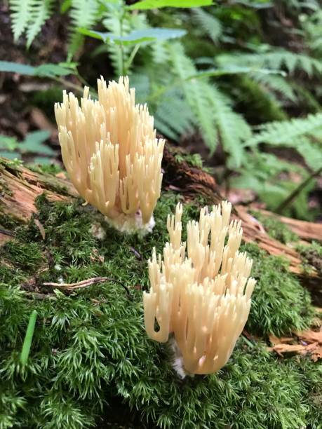 istock Coral fungi 1270529094