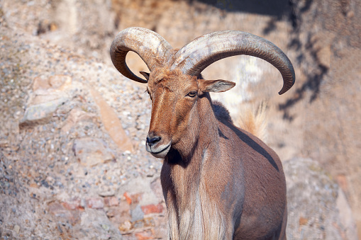 Portrait of young Mouflon with big horns