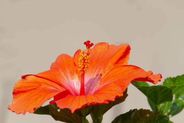 Hibiscus flower in a hedge on the Portuguese Azorean Island San Miguel in the center of the North Atlantic Ocean