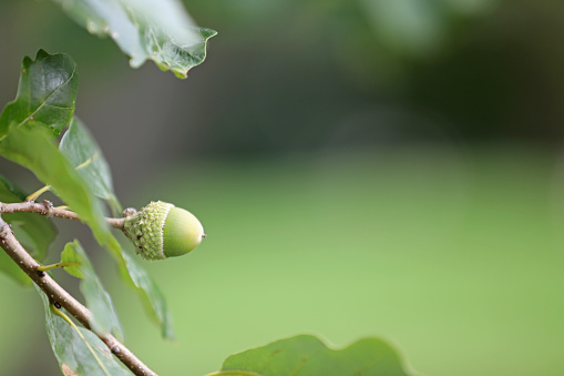 This oak tree is showing off a beautiful green acorn. There is copy space to the right of this lovely nature-themed image.
