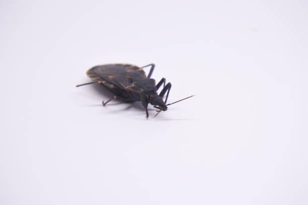 istock Hemiptera is an order of insects which are also known as ladybugs 1270537561