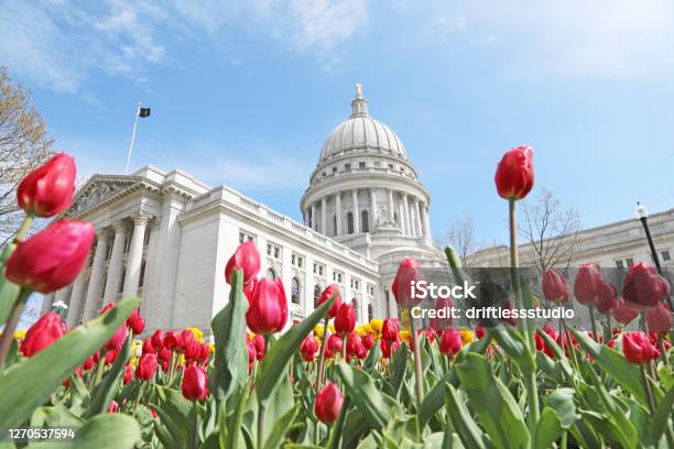 Wisconsin State Capitol With Tulips In Springtime Low Angle Stock Photo - Download Image Now