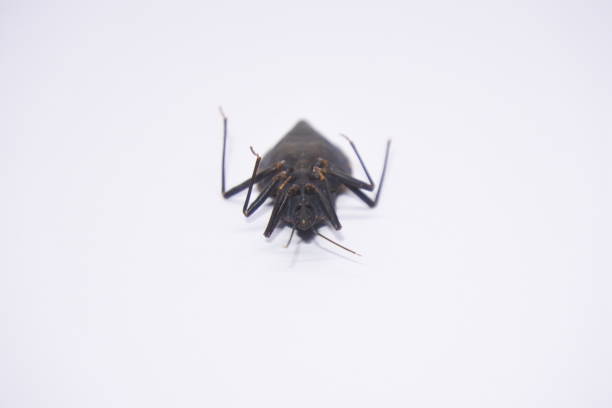 Hemiptera is an order of insects which are also known as ladybugs