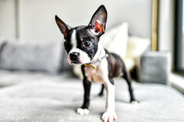 istock Boston Terrier Puppy with Big Ears Indoors on Couch 1270539853