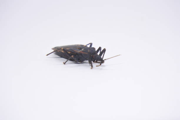 Hemiptera is an order of insects which are also known as ladybugs