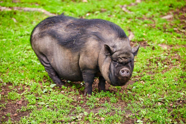 Vietnamese pot-bellied pigs graze on a lawn with fresh green grass. The concept of natural cultivation Vietnamese pot-bellied pigs graze on a lawn with fresh green grass. The concept of natural cultivation. ugly animal stock pictures, royalty-free photos & images