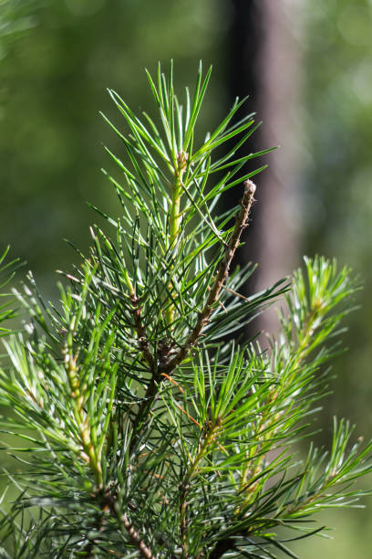 istock Pine branch with shallow depth of field 1270548035