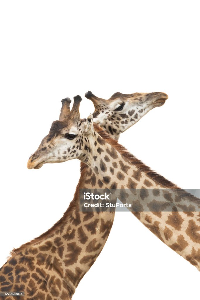 Two Male Giraffe Fighting With Their Necks Crossed Isolated On White