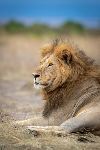 Adult male lion lying down in dry grass looking alert with blue sky in the background in Masai Mara in Kenya