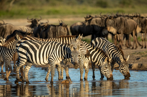 Herd of zebras standing in shallow river drinking water in golden afternoon sunlight in Ndutu Tanzania
