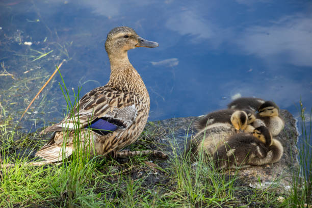 istock duck with ducklings on the bank 1270548874