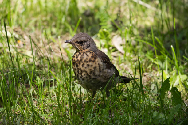 istock song thrush in the grass 1270548930