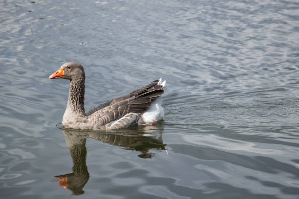 istock Goose swimming in a lake 1270548944