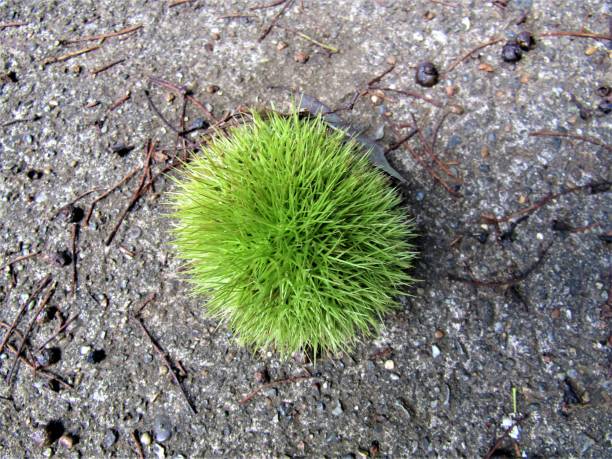 Japan. September.  Chestnut on the path.