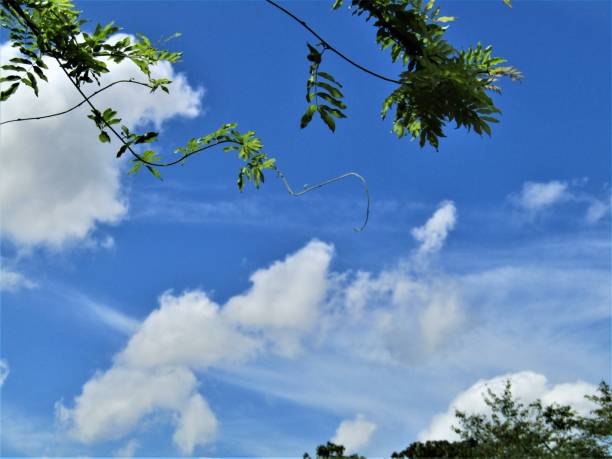 White clouds on the blue sky
