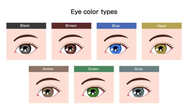 Vector illustration of Human pupil eyeball variations / eye color types illustration