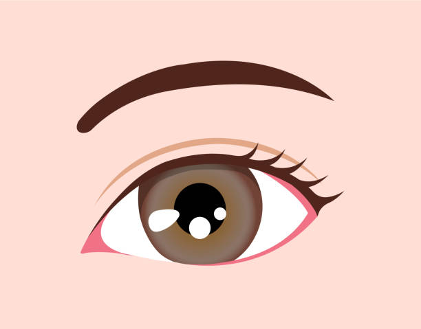 illustrazioni stock, clip art, cartoni animati e icone di tendenza di illustrazione del bulbo oculare / colore degli occhi umano (ambra) - human eye cartoon looking blue eyes