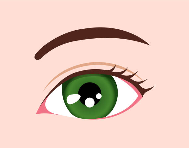 illustrazioni stock, clip art, cartoni animati e icone di tendenza di illustrazione del bulbo oculare / colore degli occhi umano (verde) - human eye cartoon looking blue eyes