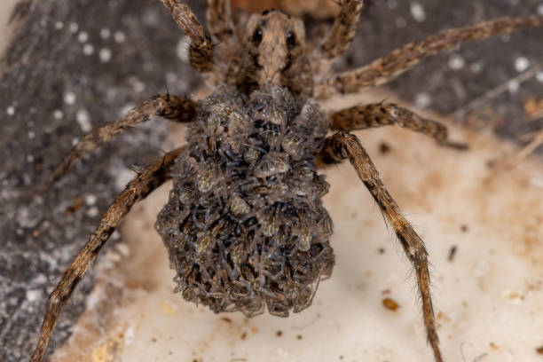 Wolf spider Wolf spider of the family Lycosidae carrying the young in the abdomen spider with prey stock pictures, royalty-free photos & images
