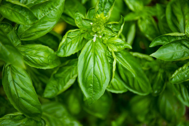 istock Basil close up in a garden 1270553745