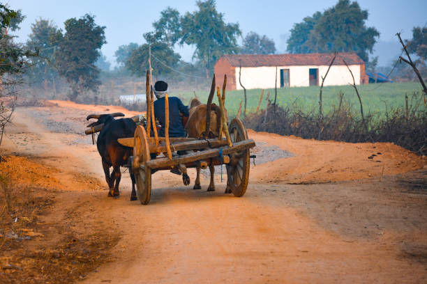 Indian bullock cart run by man in village. TIKAMGARH, MADHYA PRADESH, INDIA - FEBRUARY 10, 2020: Indian bullock cart run by man in village. bullock cart india stock pictures, royalty-free photos & images