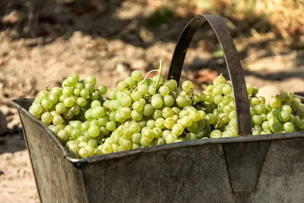 Container of freshly harvested grapes in front of the vineyard, Maipu, Mendoza, Argentina.