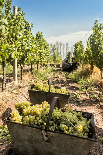 Container of freshly harvested grapes in front of the vineyard, Maipu, Mendoza, Argentina.
