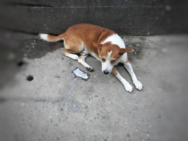 istock Dog angry look for distubing sleep 1270557093