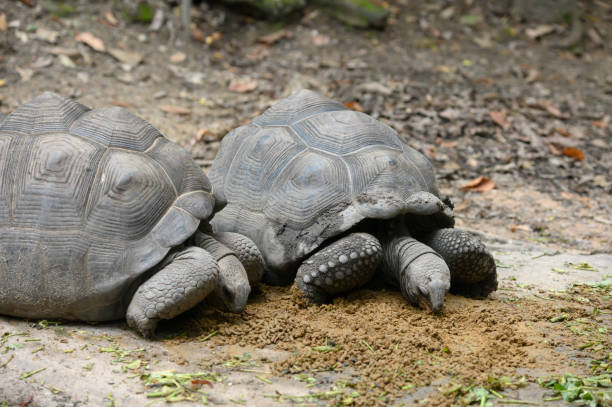 istock Giant Galapagos tortoise 1270557419