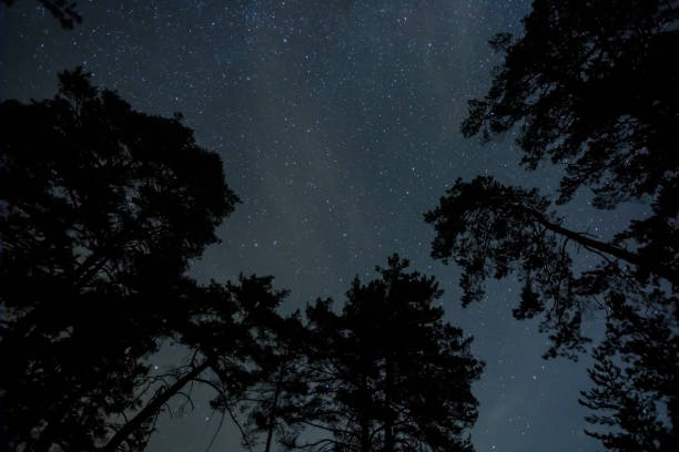 istock forest silhouette under starry sky with milky way, beautiful night outdoor background 1270558501