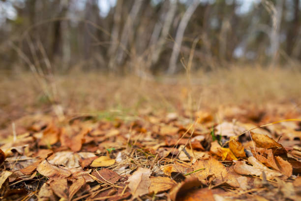 istock autumn forest glade with carpet of dry leaves 1270558598
