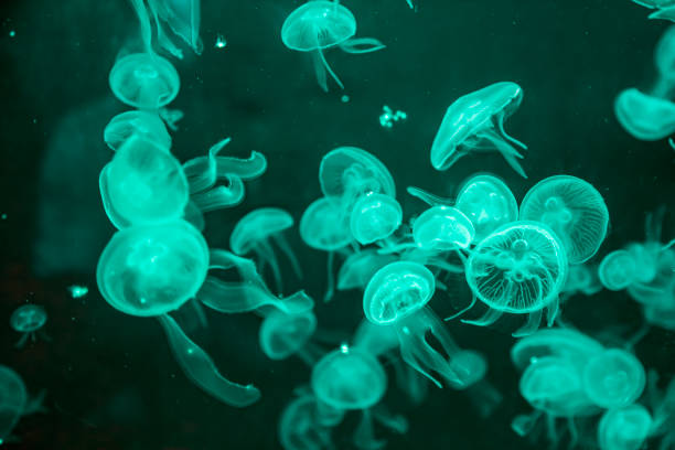 meduza z neonowym efektem blasku - jellyfish moon jellyfish underwater wildlife zdjęcia i obrazy z banku zdjęć