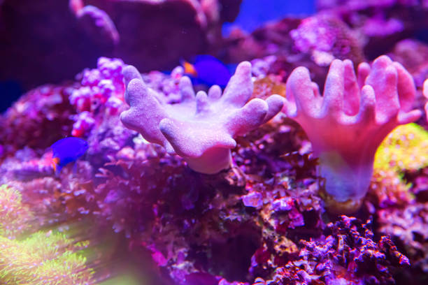 istock Colourful coral scene underwater with fish and divers 1270559609