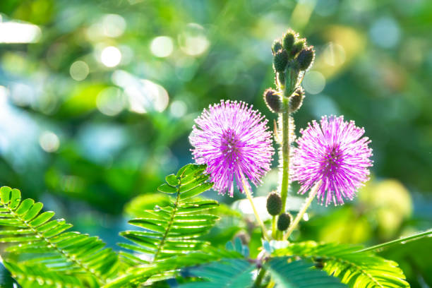Sensitive plant / Mimosa pigra Or called sleeping grass, shameplant, sleepy plant, Showing round pink Sensitive plant / Mimosa pigra Or called sleeping grass, shameplant, sleepy plant, Showing round pink, Purple fully blossoming Increase prominence by small green leaves. mimosa pigra stock pictures, royalty-free photos & images