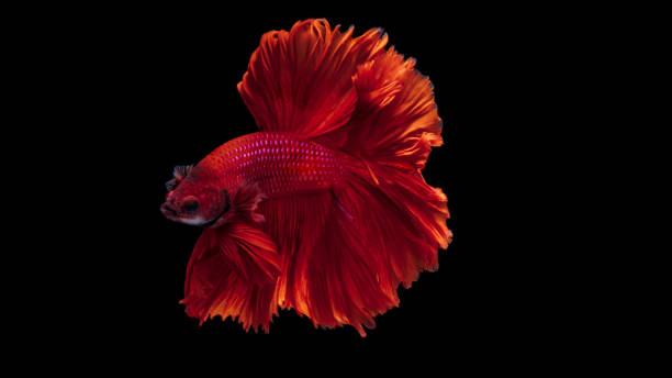 istock Red Siamese fighting fish Betta splendens,on black background 1270560852