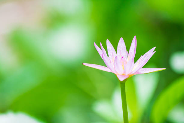 Beautiful pink water lilies, pink water lilies with leaves blurred background reflection in a pond