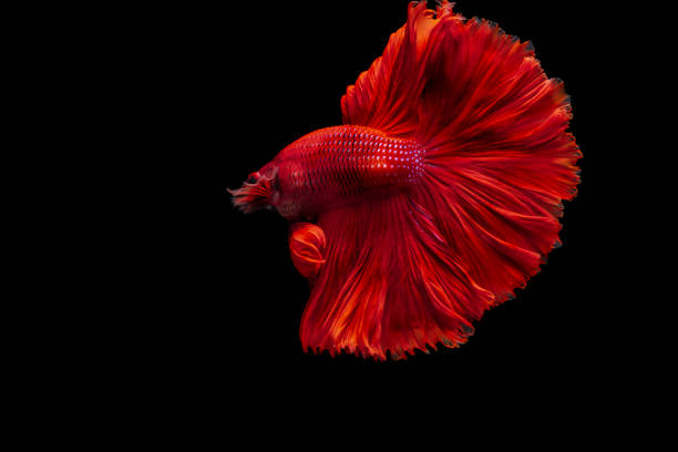 istock Red Siamese fighting fish Betta splendens,on black background 1270561715
