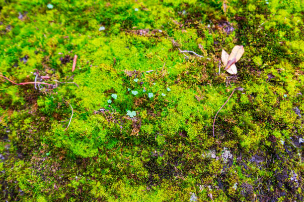 istock The texture of green moss on the stones. 1270561978
