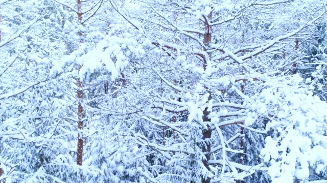 Coniferous forest, its branches in the snow.