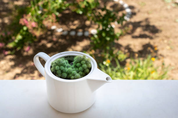 Cactus plant in a old porcelain teapot. Copy space.