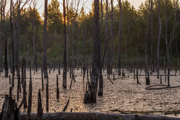 istock morning in summer swamp with vertical dry gray straight tree trunks 1270566553